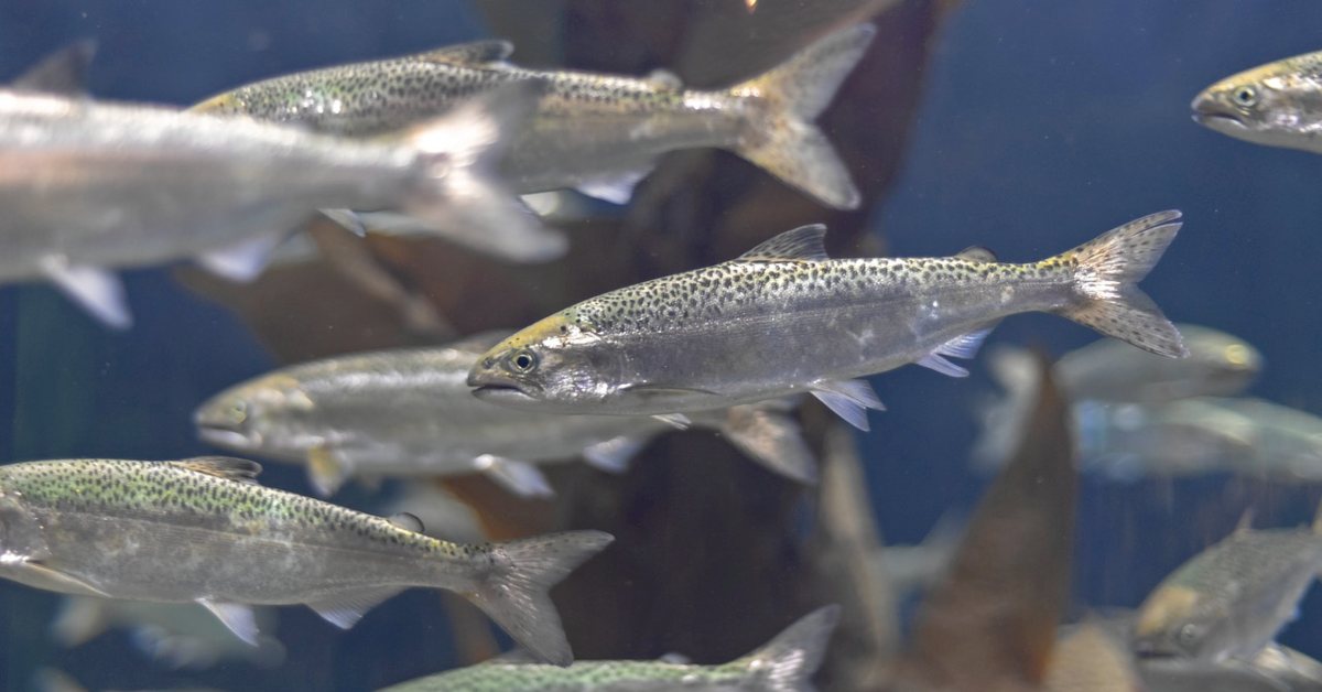3 Types of Aquaculture - A Complete Guide - Atlantic Salmon Federation