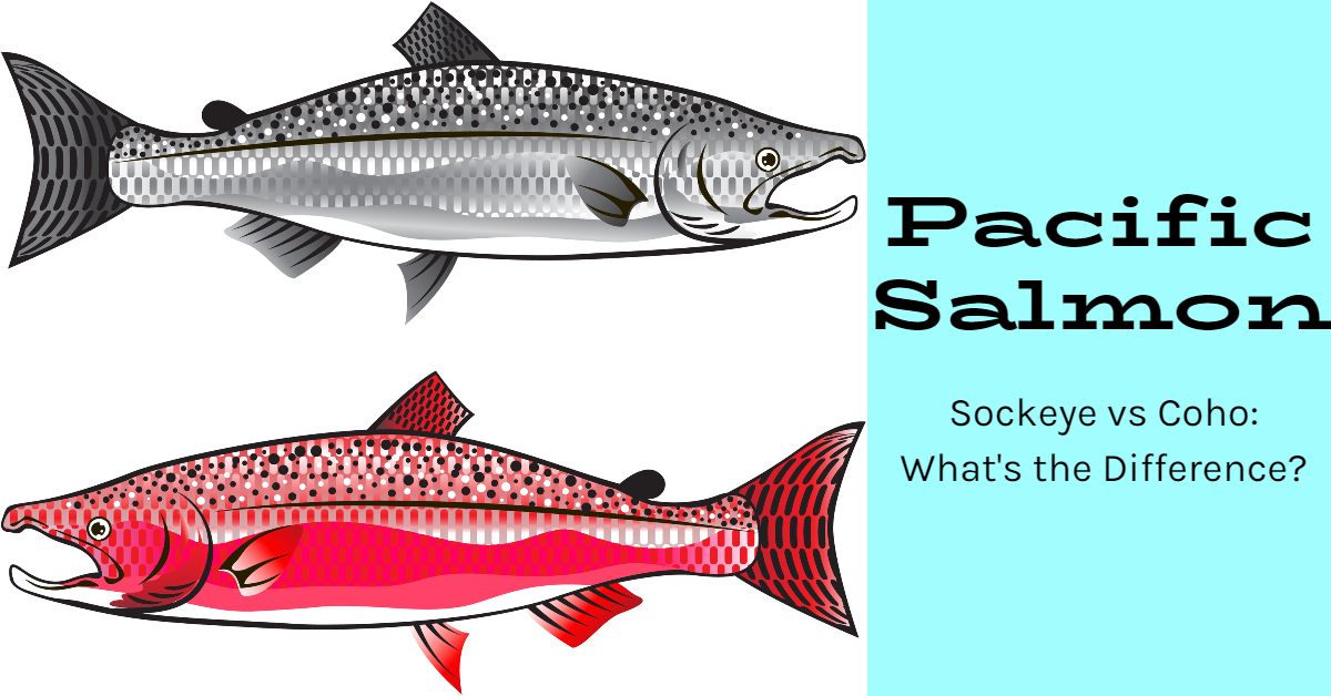 Coho Salmon vs Sockeye: What’s The Difference? - Atlantic Salmon Federation